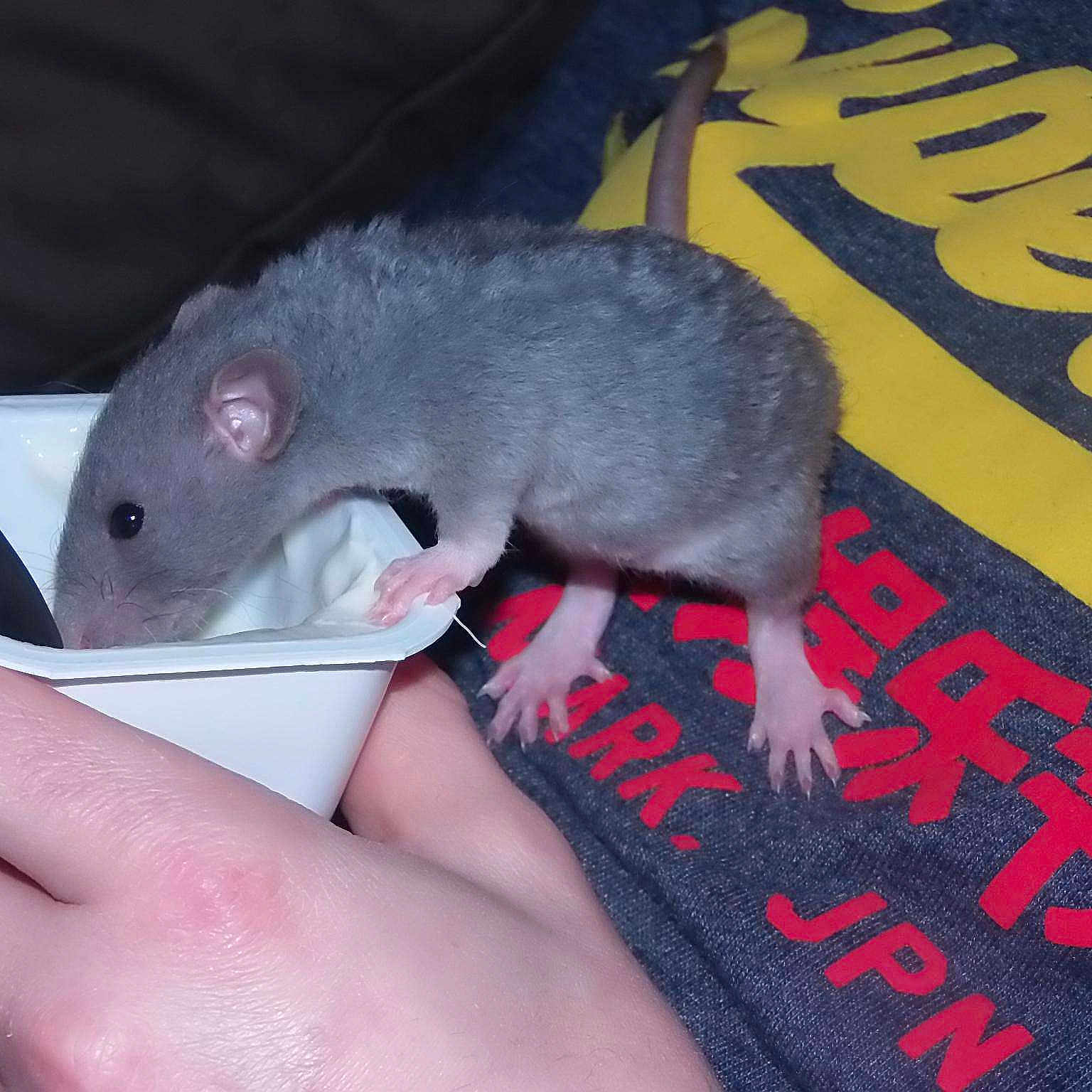 Marius