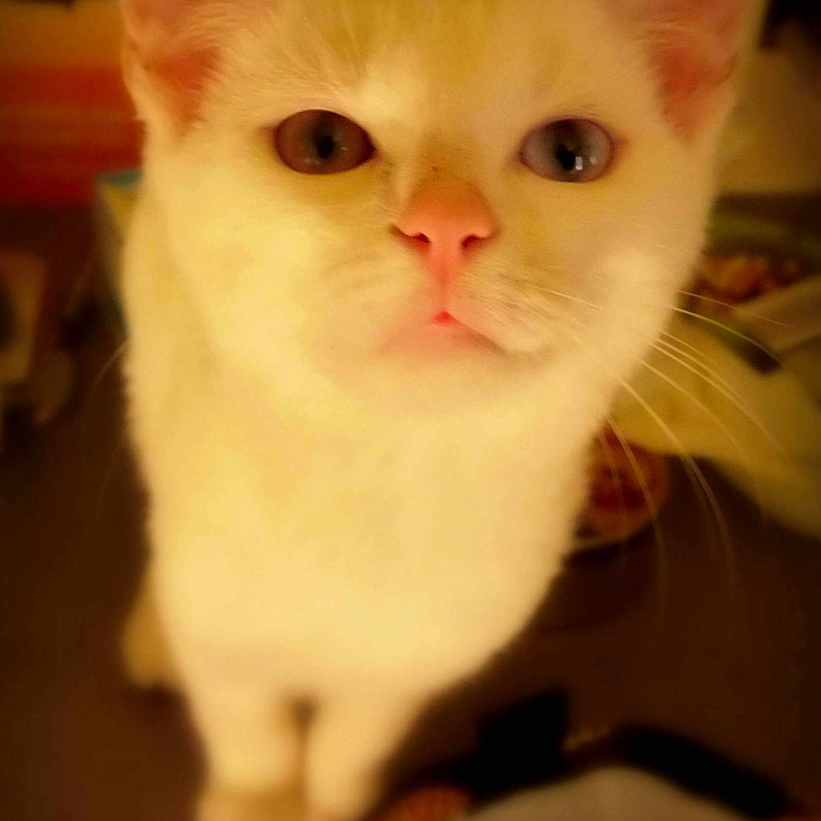 Merlin