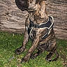 Bianca participe au concours pour gagner de l'argent avec cette photo : alert, animal, brindle, canine, companion, dog, ears, fur, grass, harness, log, muzzle, nature, night, outdoor, pet, reflective, side_view, sitting, wood