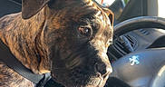 Bianca participe au concours pour gagner de l'argent avec cette photo : animal, brindle, car_interior, car_seat, companion, dashboard, daylight, dog, house, mirror, outdoor, pet, reflection, road, seatbelt, side_view, steering_wheel, suburban, sunlight, window