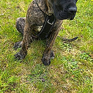 Bianca participe au concours pour gagner de l'argent avec cette photo : animal, black_snout, brindle_coat, canine, daylight, dog, ears, fur, grass, green_grass, harness, muzzle, nature, outdoor, paw, pet, sitting, tail, watchful, young_dog