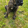 animal, black_snout, brindle_coat, canine, daylight, dog, ears, fur, grass, green_grass, harness, muzzle, nature, outdoor, paw, pet, sitting, tail, watchful, young_dog