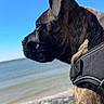Bianca a rejoint le concours — aidez-le/la à gagner de superbes lots ! beach, brindle, calm, canine, companion, daytime, dog, footwear, harness, nature, outdoor, person, pet, relaxation, rocks, seashore, side_view, sky, sunny, water