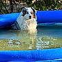dog, australian_shepherd, inflatable_pool, water, outdoor, pet, animal, fur, summer, relaxing, blue, greenery, nature, pond, reflection, canine, backyard, wet, sitting, calm