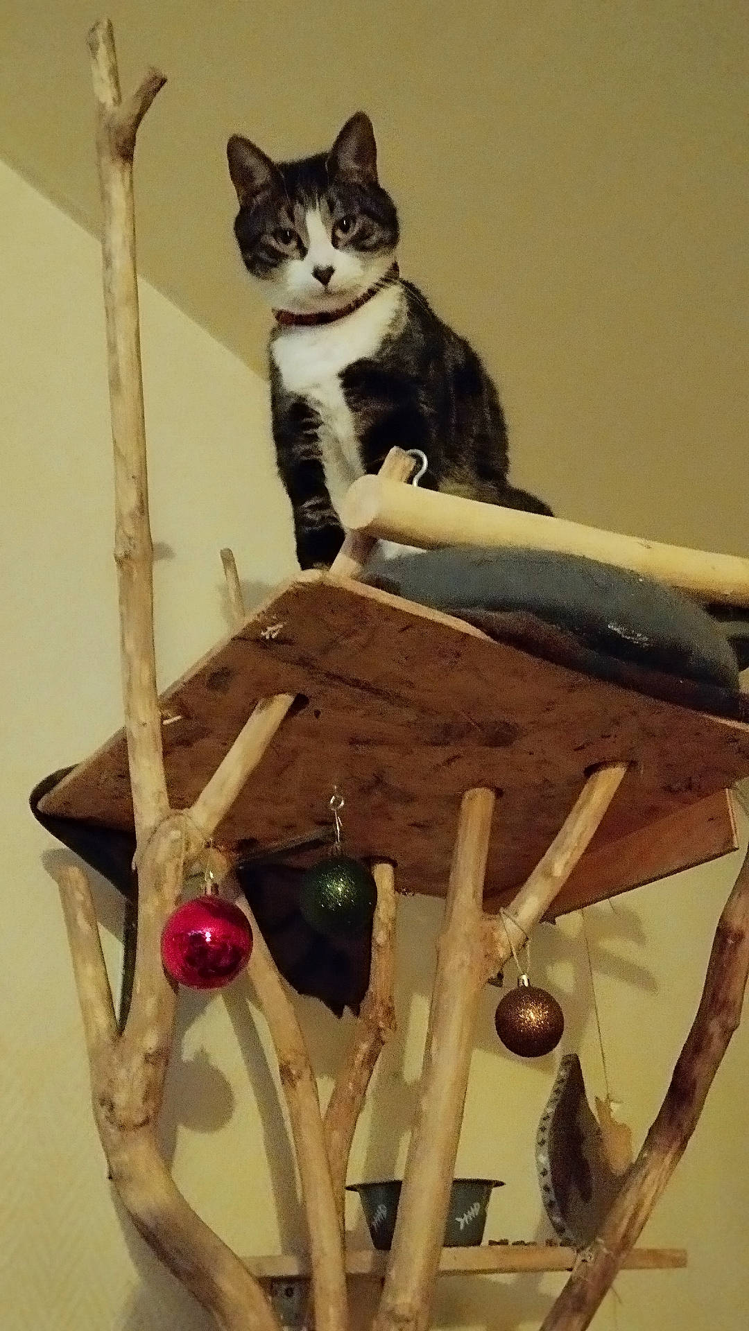 Rocket participe au concours pour gagner de l'argent avec cette photo : abyssinian, accessories, animal, cat, closet, cupboard, driftwood, earring, flower, furniture, hardwood, jewelry, kitten, manx, ornament, pet, plywood, shelf, sphere, wood