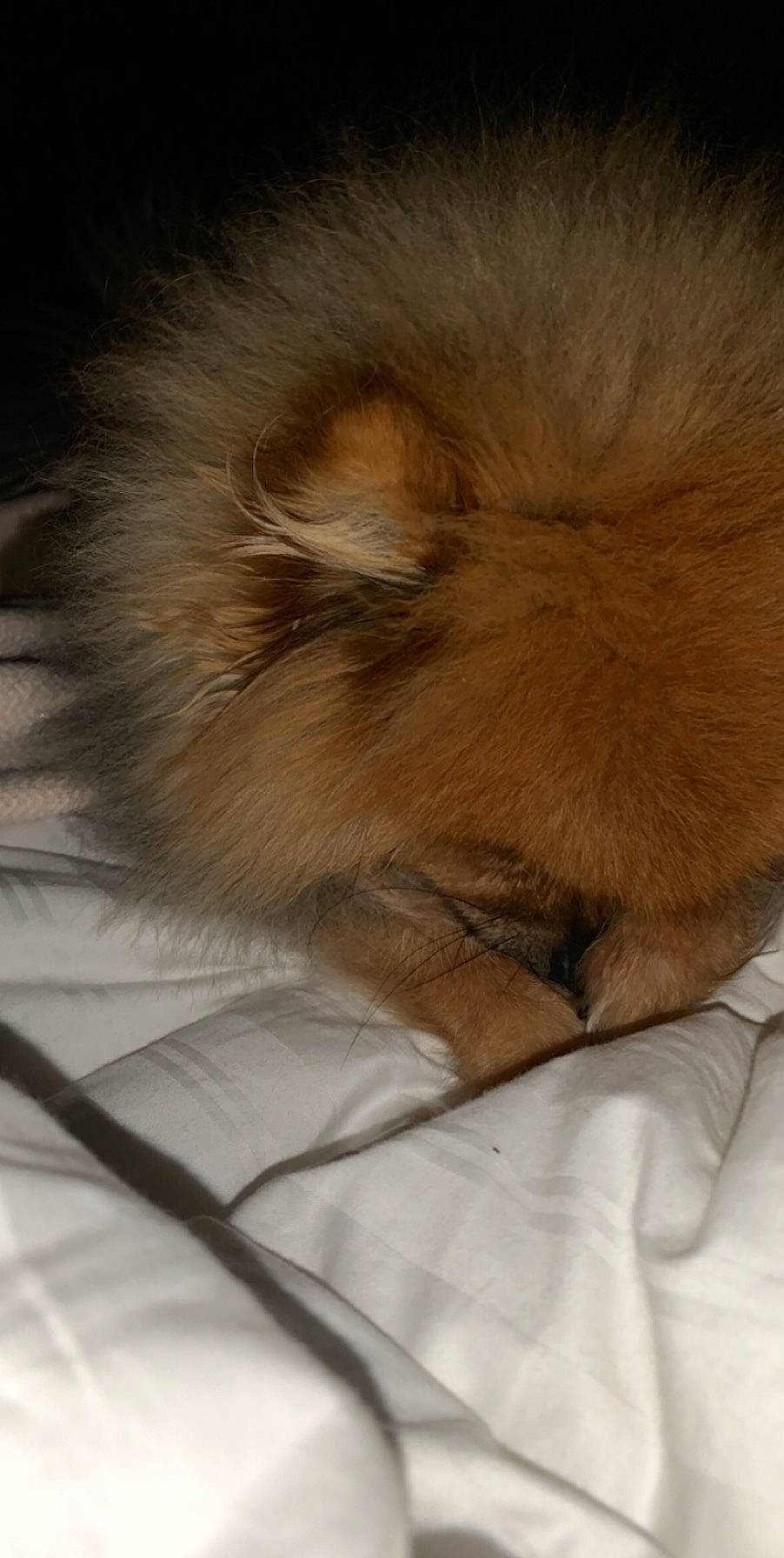 Big Al joined the competition — help win amazing prizes! canidae, carnivore, companion_dog, dog, dog_breed, fur, german_spitz, german_spitz_klein, mammal, non_sporting_group, pomeranian, snout, spitz, toy_dog, whiskers