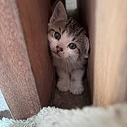 Princess is registered to the contest to win money with this photo: kitten, cat, animal, pet, gray_fur, white_fur, blue_eyes, whiskers, ears, paws, portrait, close_up, peeking, hiding, indoors, wood, doorway, carpet, fluffy, curious