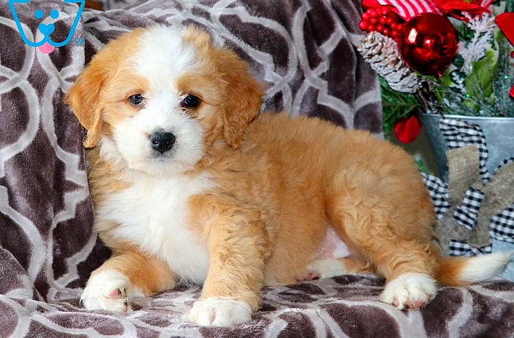 Athena is registered to the contest to win money with this photo: canidae, carnivore, christmas, companion_dog, dog, dog_breed, fawn, fur, home_accessories, mesh, non_sporting_group, puppy, snout, sporting_group, toy_dog, vertebrate, whiskers, working_animal, working_dog