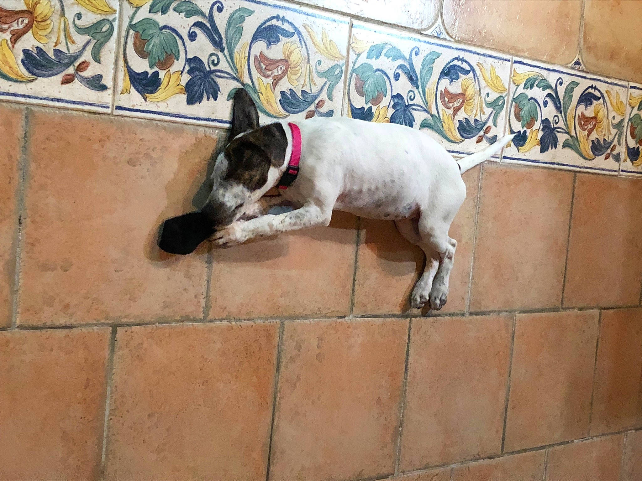 Toupy participe au concours pour gagner de l'argent avec cette photo : brick, brickwork, canidae, carnivore, collar, companion_dog, composite_material, dog, dog_breed, dog_supply, fawn, flooring, non_sporting_group, paw, pet_supply, snout, sporting_group, tail, tile, working_animal