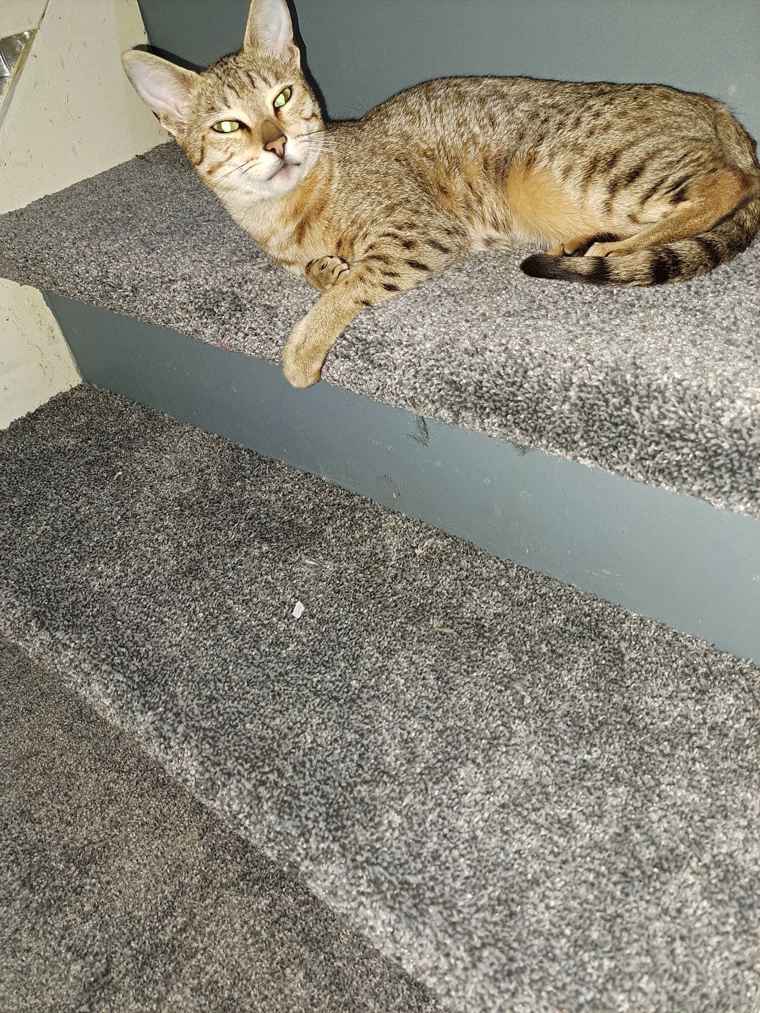 Nala is registered to the contest to win money with this photo: asphalt, automotive_tire, carnivore, cat, concrete, domestic_short_haired_cat, felidae, flooring, fur, paw, plant, road_surface, shadow, small_to_medium_sized_cats, snout, tail, tar, terrestrial_animal, whiskers