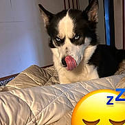 Venom a rejoint le concours — aidez-le/la à gagner de superbes lots ! animal, bed, blanket, blue_eyes, companion, cozy, cute, dog, domestic_animal, ears, emoji_overlay, expression, funny, fur, husky, indoor, pet, resting, sleeping_emoji, tongue_out