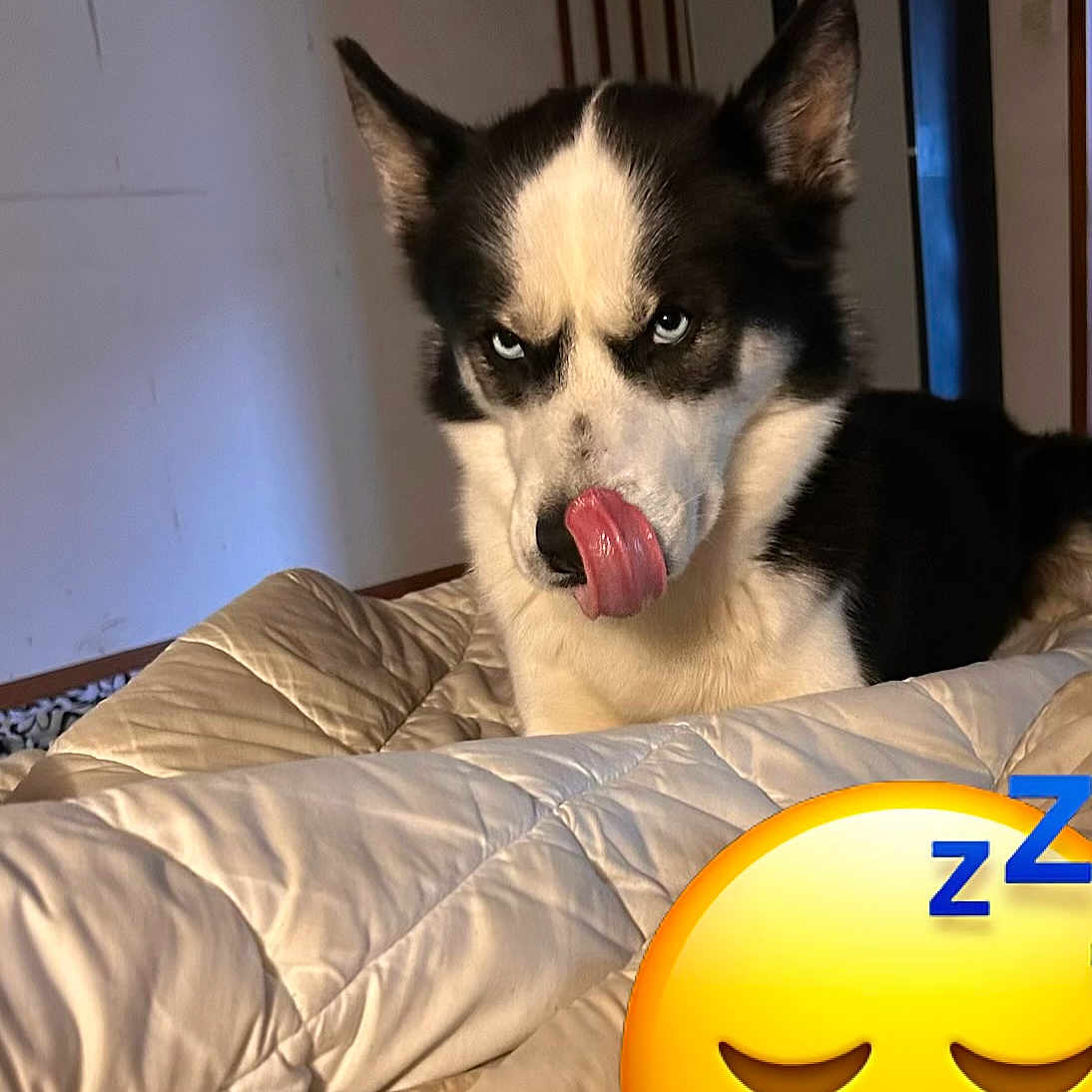 Venom a rejoint le concours — aidez-le/la à gagner de superbes lots ! animal, bed, blanket, blue_eyes, companion, cozy, cute, dog, domestic_animal, ears, emoji_overlay, expression, funny, fur, husky, indoor, pet, resting, sleeping_emoji, tongue_out