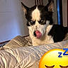 Venom a rejoint le concours — aidez-le/la à gagner de superbes lots ! animal, bed, blanket, blue_eyes, cozy, cute, dog, ears, emoji, expression, face, fur, husky, indoor, licking, mischievous, overlay, pet, resting, sleep