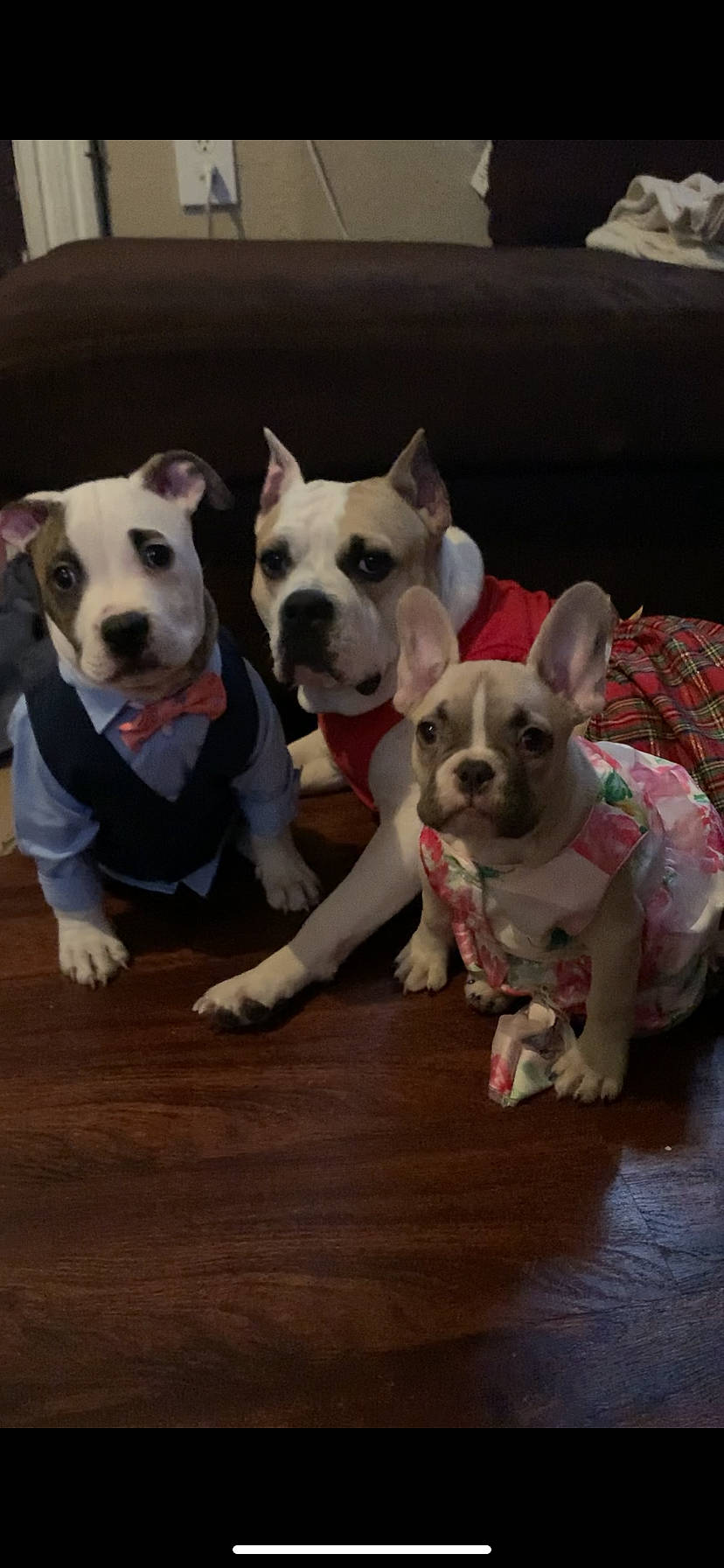 Fortune is registered to the contest to win money with this photo: canidae, carnivore, collar, comfort, companion_dog, dog, dog_breed, dog_collar, dog_supply, fawn, felidae, french_bulldog, hardwood, pet_supply, snout, sporting_group, toy_dog, whiskers, wood, working_animal