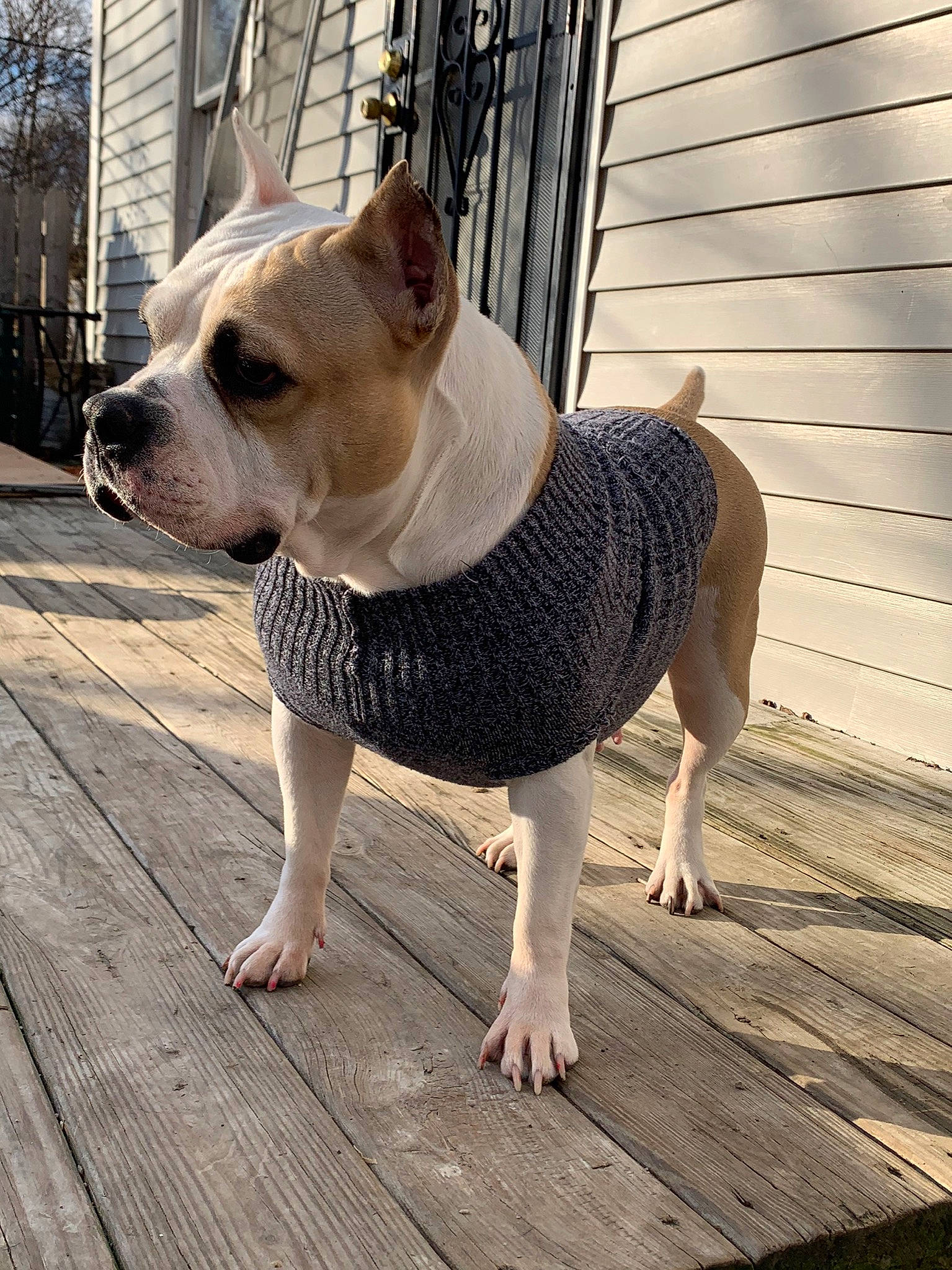 Fortune is registered to the contest to win money with this photo: carnivore, collar, companion_dog, dog, dog_breed, dog_clothes, dog_collar, dog_supply, fawn, flooring, leash, pet_supply, sleeve, snout, terrestrial_animal, toy_dog, waist, whiskers, wood, working_animal