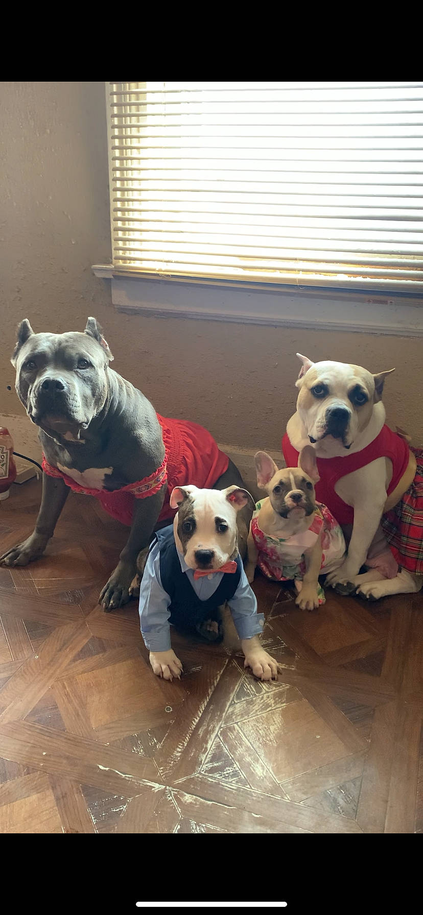 Fortune is registered to the contest to win money with this photo: canidae, carnivore, collar, comfort, companion_dog, couch, dog, dog_breed, dog_supply, fawn, flooring, pet_supply, snout, sporting_group, tail, toy_dog, window, window_blind, wood, working_animal