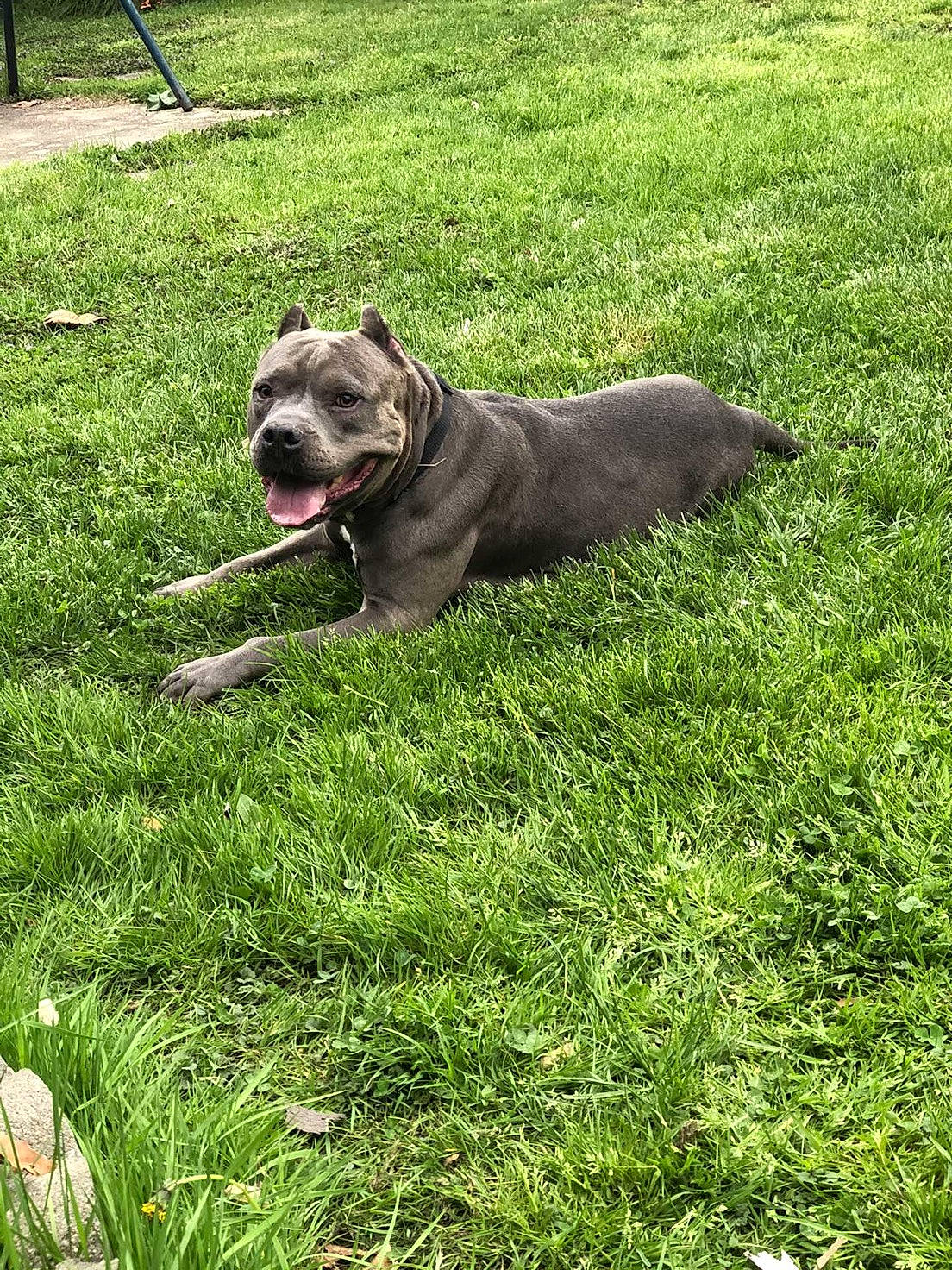 China is registered to the contest to win money with this photo: carnivore, collar, companion_dog, dog, dog_breed, dog_collar, dog_supply, fawn, grass, groundcover, gun_dog, lawn, liver, pet_supply, plant, snout, sporting_group, tail, terrestrial_animal, working_animal