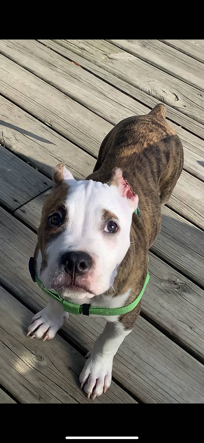 Tucker is registered to the contest to win money with this photo: canidae, carnivore, collar, companion_dog, dog, dog_breed, dog_collar, fawn, hardwood, non_sporting_group, pet_supply, pit_bull, plank, scar, sporting_group, terrestrial_animal, whiskers, wood, working_animal, working_dog