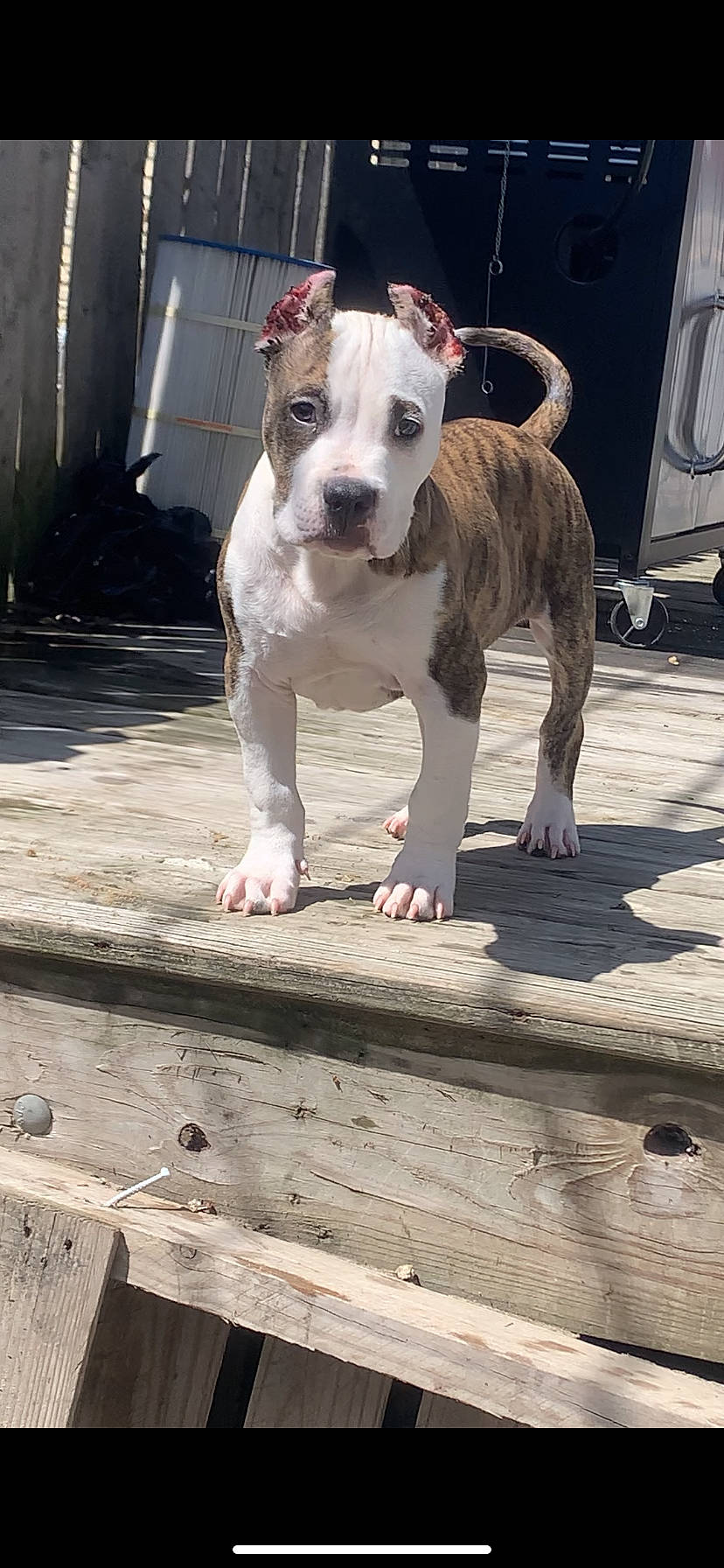 Tucker is registered to the contest to win money with this photo: canidae, carnivore, collar, companion_dog, dog, dog_breed, dog_collar, dog_supply, flooring, foot, leash, non_sporting_group, photograph, photography, sporting_group, tire, whiskers, wood, working_animal, working_dog