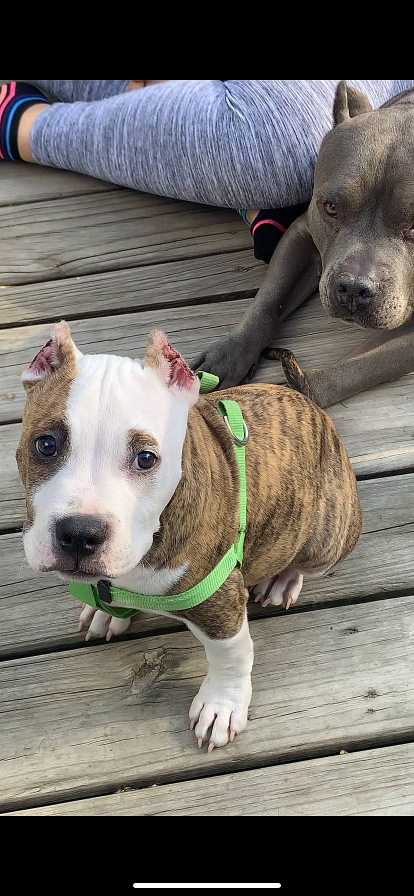 Tucker joined the competition — help win amazing prizes! carnivore, collar, companion_dog, dog, dog_breed, dog_clothes, dog_collar, dog_supply, fashion_accessory, fawn, fur, leash, liver, mammal, pet_supply, snout, sporting_group, whiskers, wood, working_animal