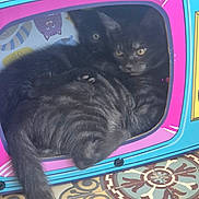 Barbabelle participe au concours pour gagner de l'argent avec cette photo : animal, black_cat, cardboard_box, cat, cats, colorful, cozy, curious_eyes, cute, feline, floor_tiles, indoor, patterned_floor, peeking, pets, playful, resting, snuggled, striped, tabby