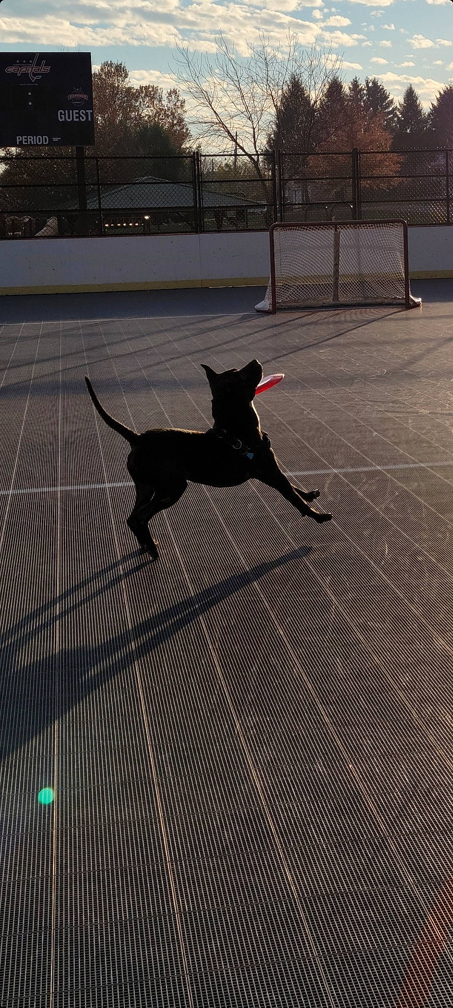 Oak joined the competition — help win amazing prizes! asphalt, carnivore, collar, companion_dog, dog, dog_breed, dog_collar, dog_supply, fawn, floor, flooring, grey, leash, pet_supply, road_surface, sidewalk, snout, sporting_group, tail, tints_and_shades