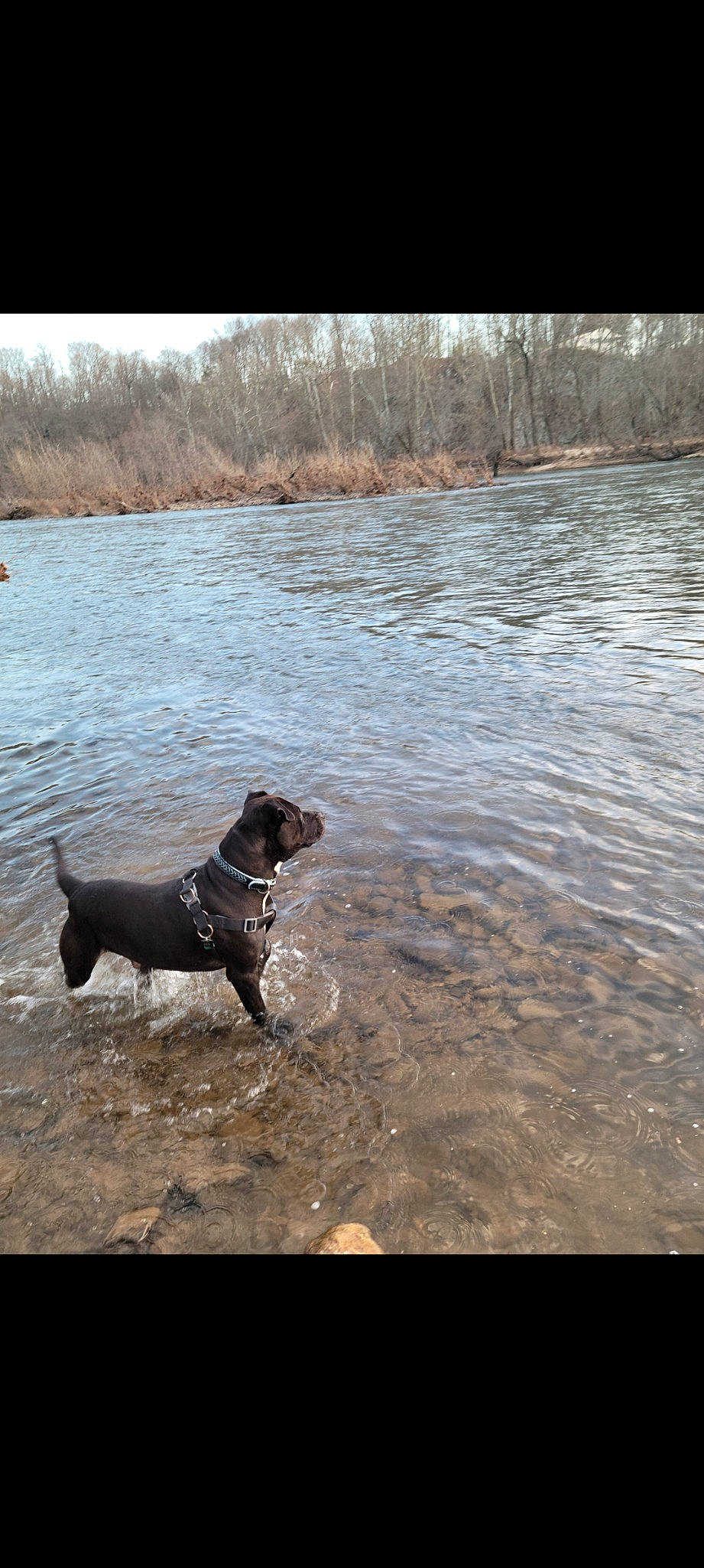 Oak joined the competition — help win amazing prizes! carnivore, collar, companion_dog, dog, dog_breed, dog_collar, fawn, gun_dog, lake, leash, liquid, plant, sky, snout, tail, tree, water, water_resources, watercourse, working_animal