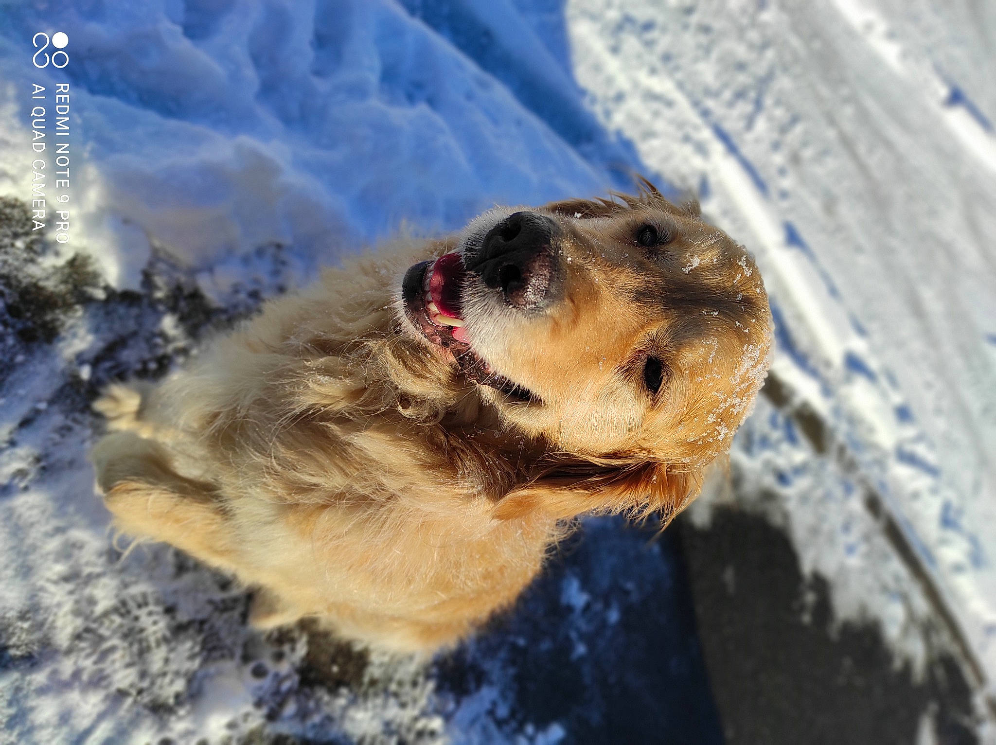 Icko participe au concours pour gagner de l'argent avec cette photo : canidae, carnivore, companion_dog, dog, dog_breed, freezing, fur, glacial_landform, landscape, mammal, mountain, mountain_range, playing_in_the_snow, retriever, slope, snow, sporting_group, terrestrial_animal, whiskers, winter