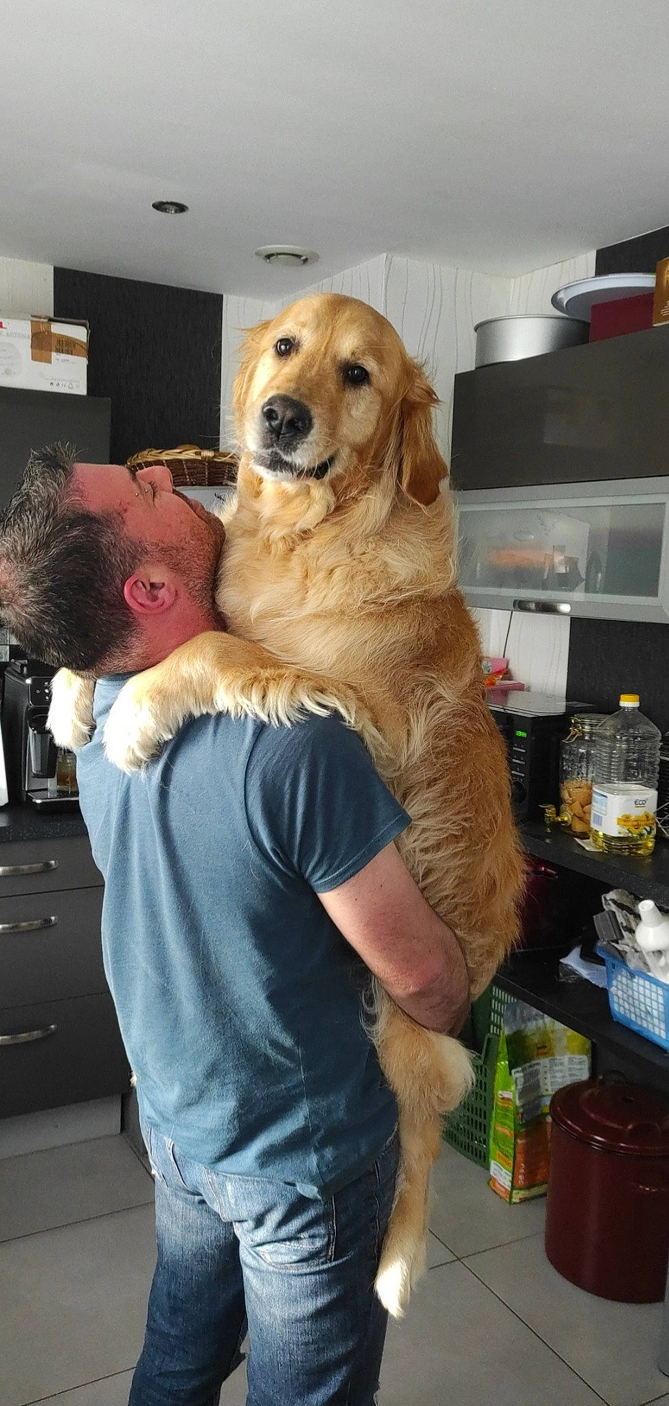 Icko a rejoint le concours — aidez-le/la à gagner de superbes lots ! belt, canidae, carnivore, companion_dog, conformation_show, dog, dog_breed, event, fawn, flooring, fun, fur, guard_dog, hat, retriever, sporting_group, t_shirt