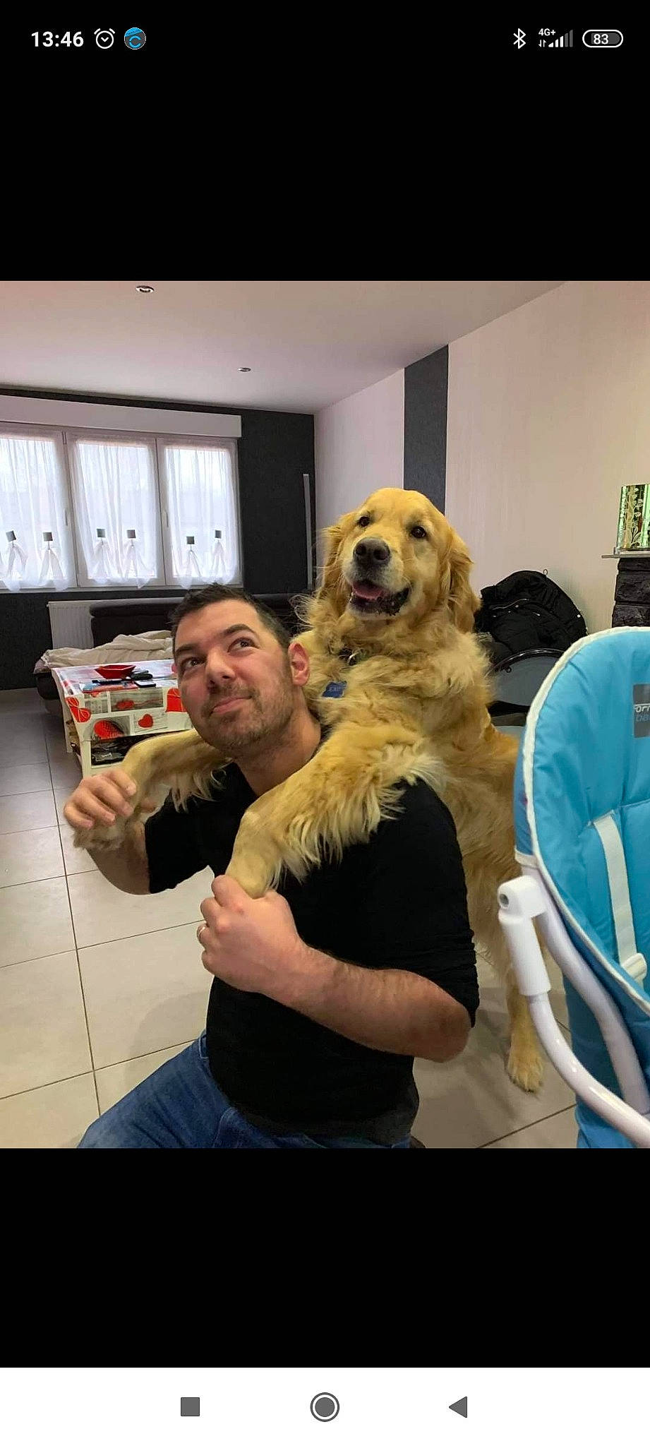 Icko a rejoint le concours — aidez-le/la à gagner de superbes lots ! canidae, carnivore, chair, companion_dog, curtain, dog, dog_breed, event, fun, fur, hat, puppy_love, retriever, sporting_group, window