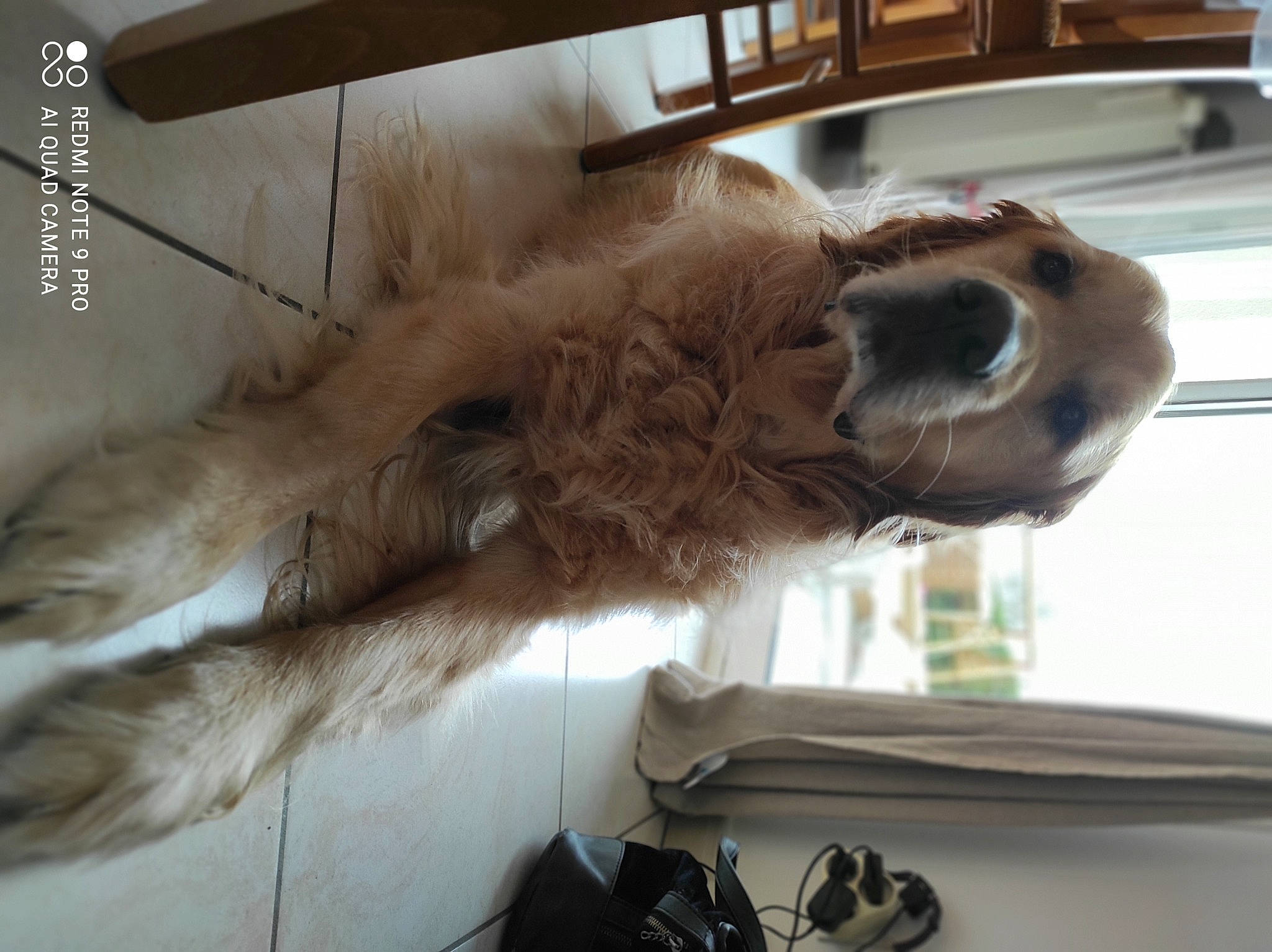 Icko participe au concours pour gagner de l'argent avec cette photo : alpaca, bag, canidae, claw, companion_dog, dog_breed, fawn, fur, liver, livestock, luggage_and_bags, room, snout, sporting_group, tail, terrestrial_animal, vehicle_door, wood, working_animal