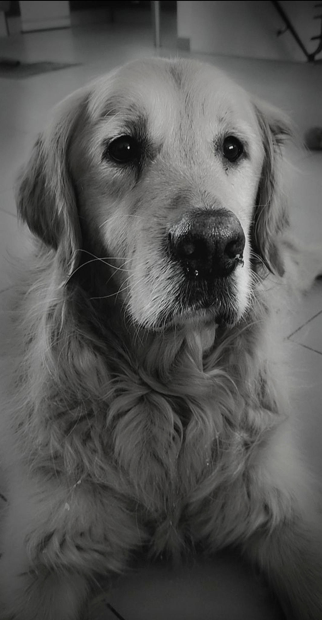 Icko participe au concours pour gagner de l'argent avec cette photo : canidae, carnivore, close_up, companion_dog, dog, dog_breed, event, eye, fur, gun_dog, monochrome, monochrome_photography, retriever, snout, sporting_group, style, whiskers