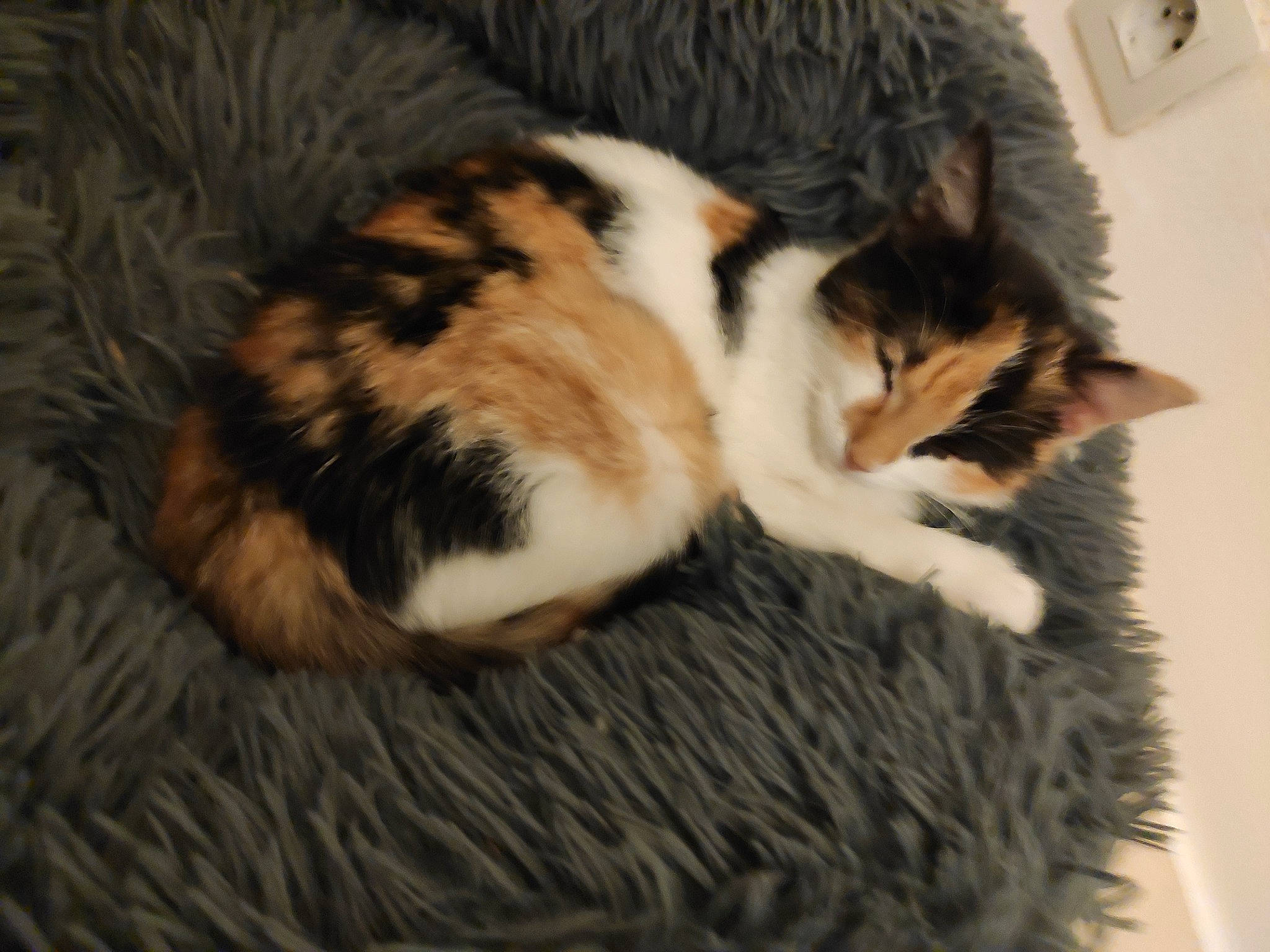 Lily participe au concours pour gagner de l'argent avec cette photo : carnivore, cat, claw, comfort, domestic_short_haired_cat, felidae, fur, nap, paw, sleep, small_to_medium_sized_cats, snout, tail, terrestrial_animal, whiskers