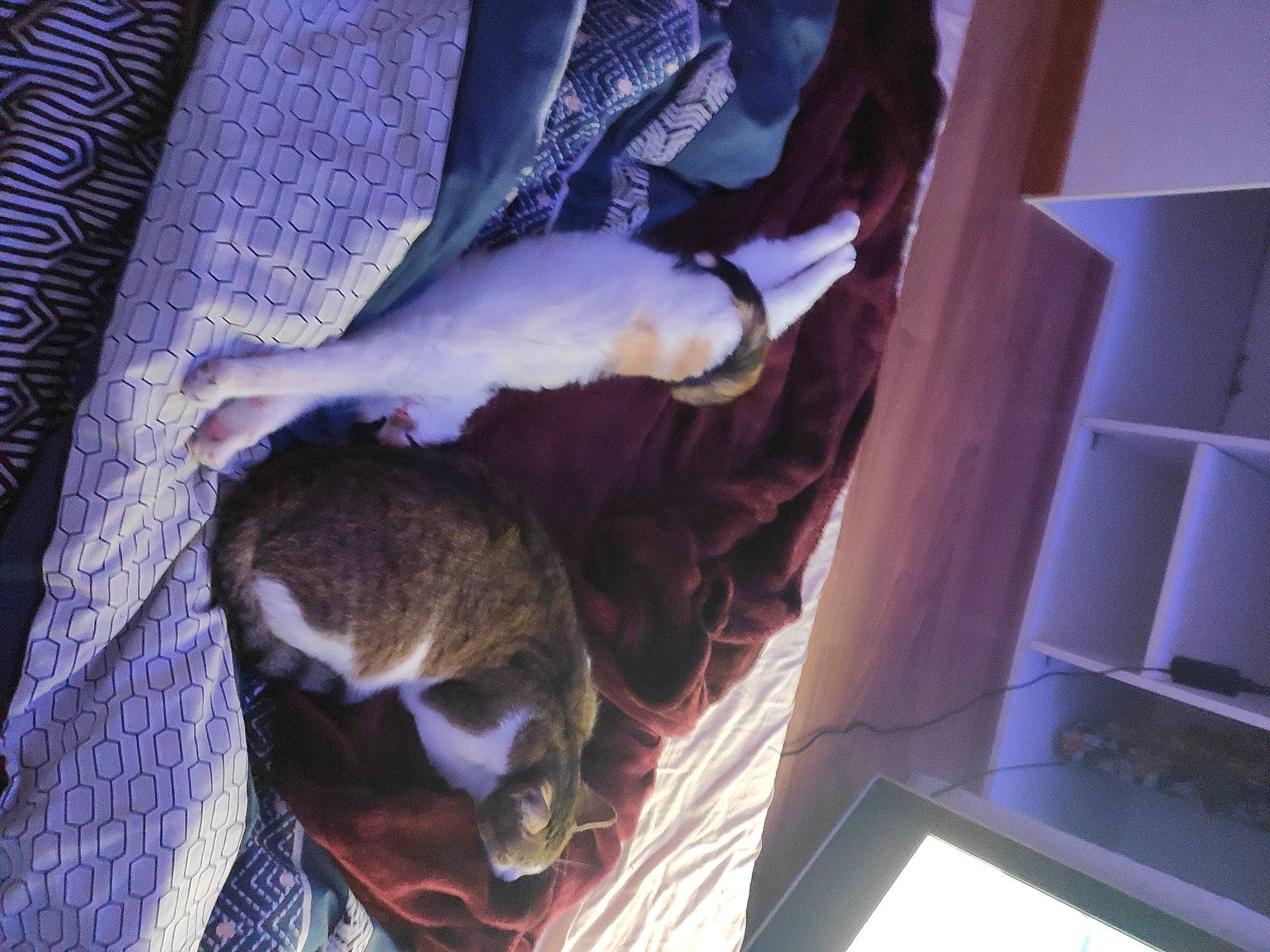 Lily participe au concours pour gagner de l'argent avec cette photo : blue, canidae, carnivore, comfort, companion_dog, dog_breed, domestic_short_haired_cat, electric_blue, fawn, felidae, flooring, fur, linens, purple, room, small_to_medium_sized_cats, sporting_group, tail, whiskers, wood