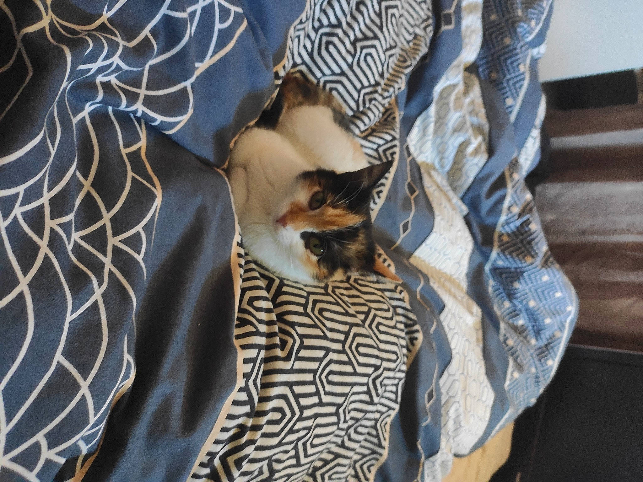Lily participe au concours pour gagner de l'argent avec cette photo : bedding, carnivore, comfort, companion_dog, dog, fawn, felidae, flooring, fur, human_leg, linens, pattern, room, small_to_medium_sized_cats, sunglasses, tail, textile, vertebrate, whiskers, wood