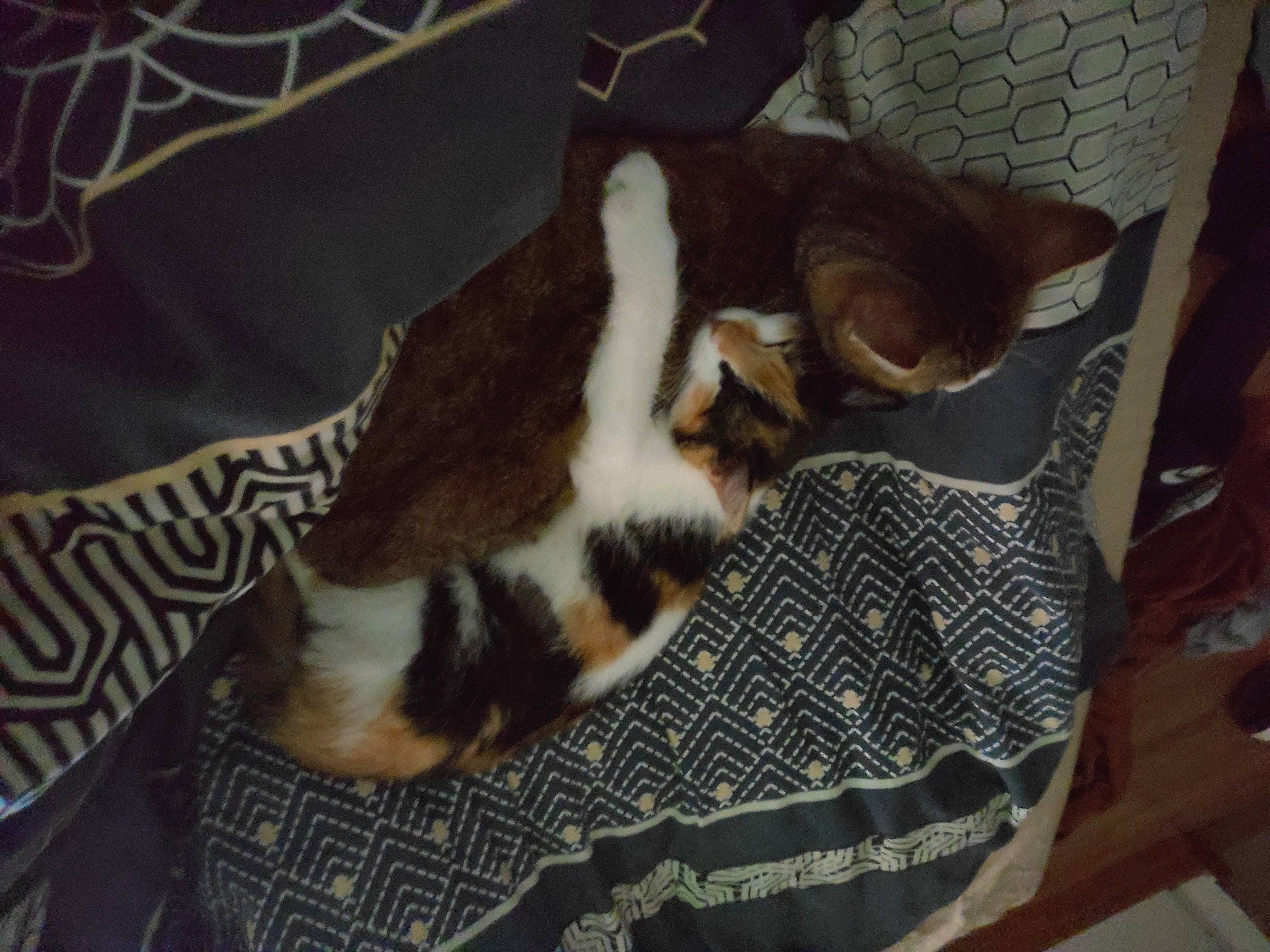 Lily participe au concours pour gagner de l'argent avec cette photo : brown, canidae, carnivore, cat, cat_supply, comfort, dog_breed, domestic_short_haired_cat, felidae, fur, linens, pattern, paw, pet_supply, room, small_to_medium_sized_cats, sporting_group, tail, whiskers, wood