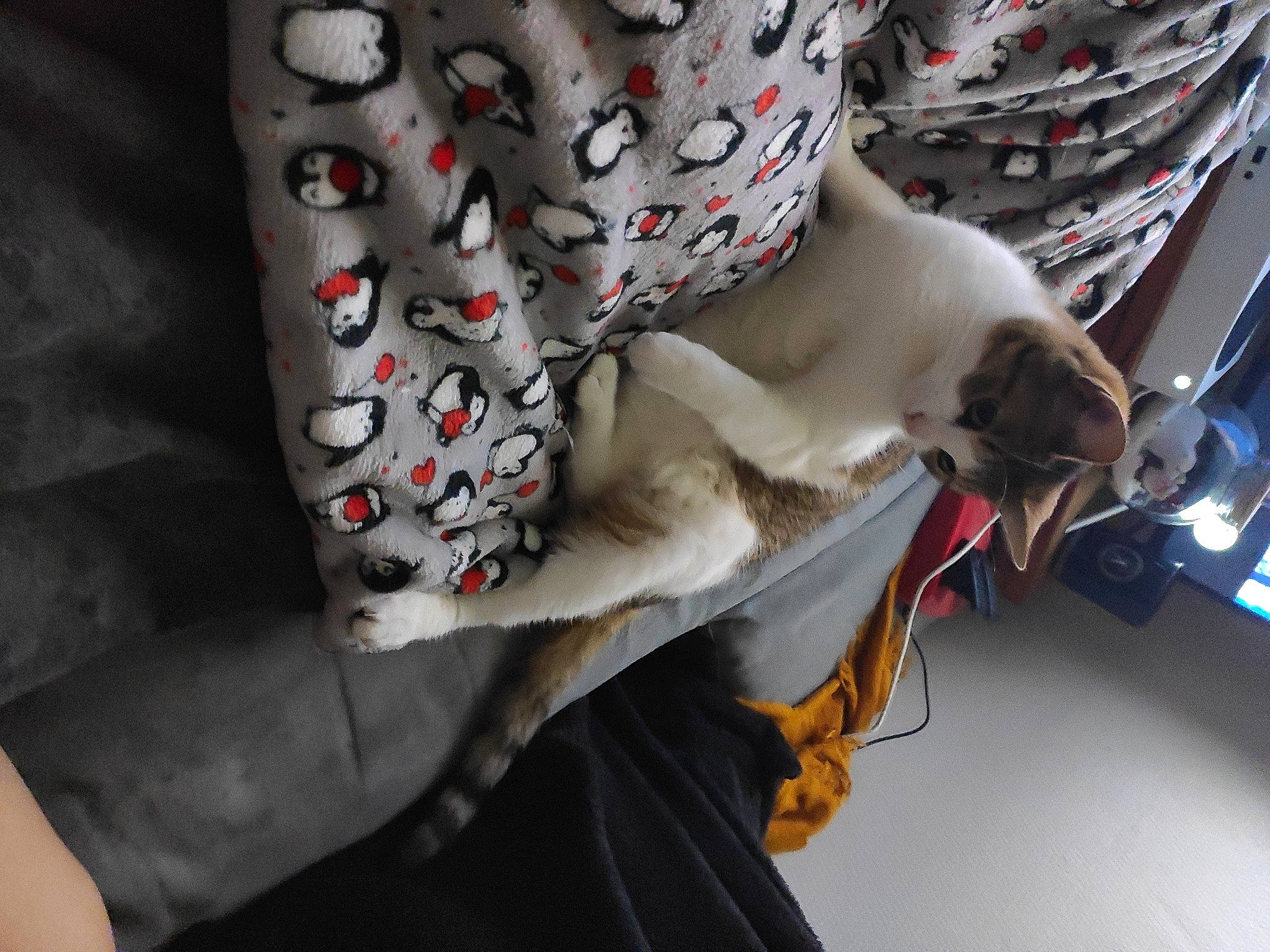 Shaya participe au concours pour gagner de l'argent avec cette photo : auto_part, bag, carmine, costume, electrical_wiring, felidae, fictional_character, fur, headgear, linens, machine, pattern, personal_protective_equipment, sleeve, small_to_medium_sized_cats, sportswear, stuffed_toy, tail, toy, wire