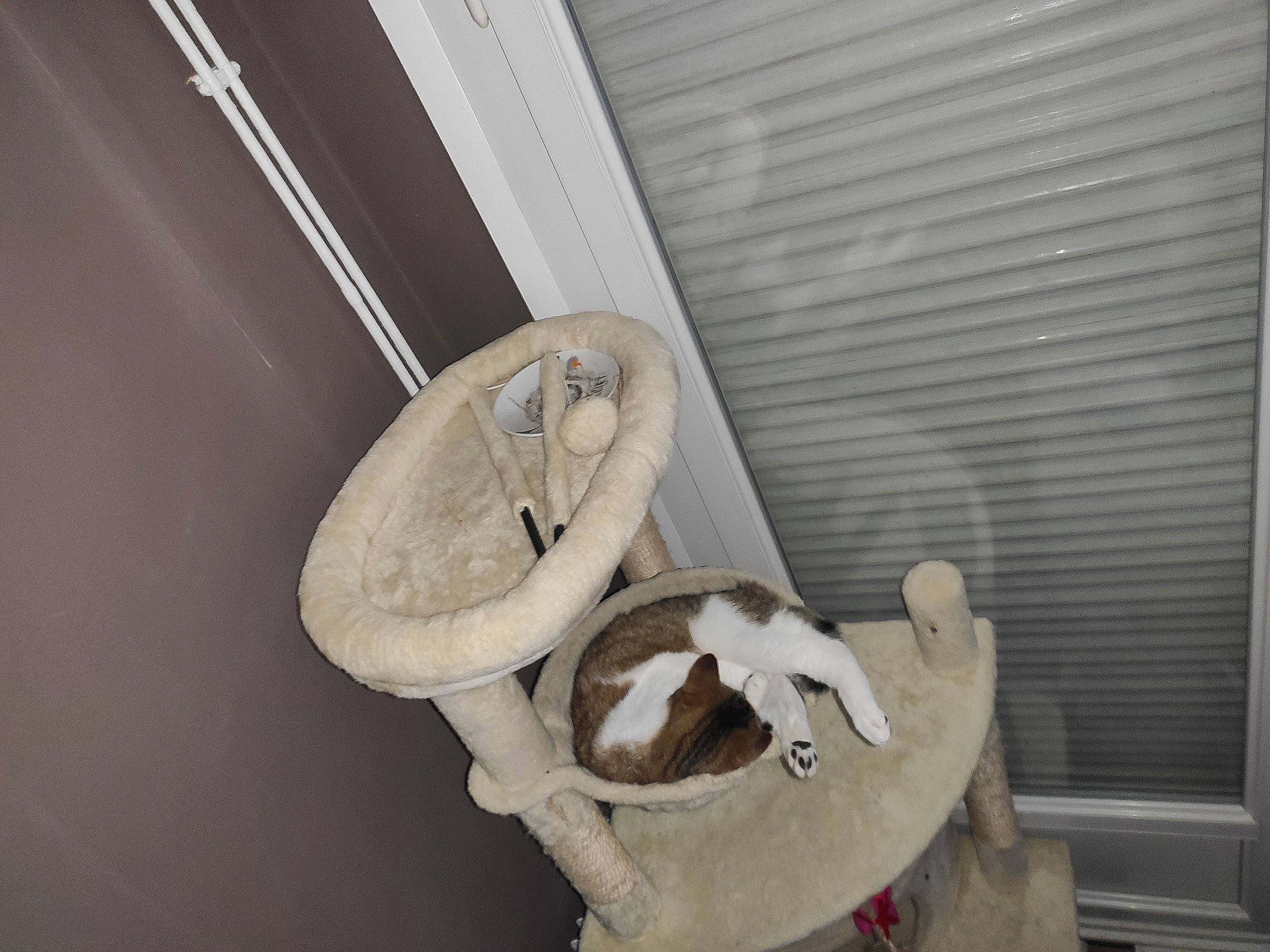 Shaya participe au concours pour gagner de l'argent avec cette photo : carnivore, cat_supply, comfort, felidae, flooring, fur, household_supply, laundry_basket, metal, pet_supply, plumbing, plumbing_fixture, room, small_to_medium_sized_cats, sneakers, toilet, wood