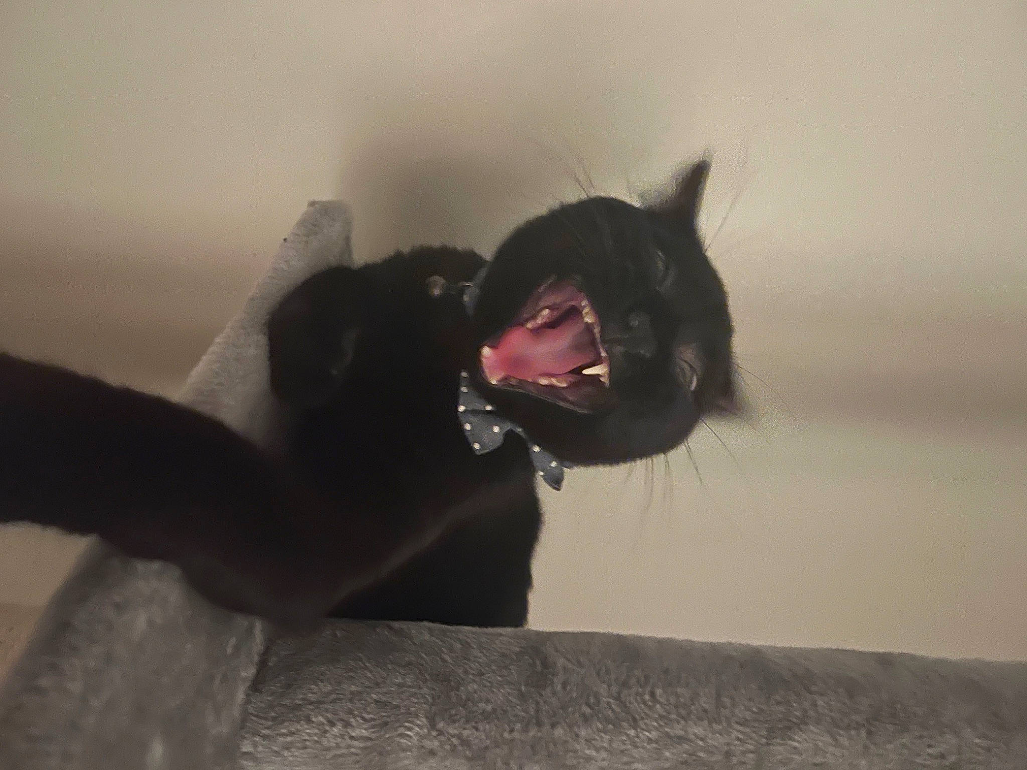 Bruce Wayne joined the competition — help win amazing prizes! darkness, dog_breed, extreme_sport, eye, eyewear, fashion_accessory, feather, fictional_character, flash_photography, freezing, fur, human_body, landscape, monochrome_photography, personal_protective_equipment, shadow, sitting, whiskers, wing, winter