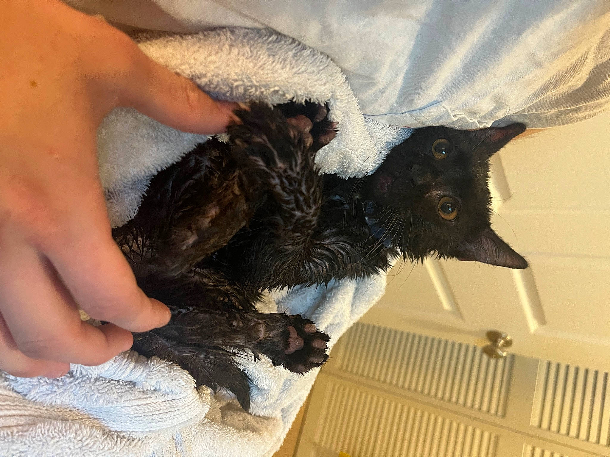 Bruce Wayne joined the competition — help win amazing prizes! bat, black_cat, canidae, carnivore, cat, claw, companion_dog, dog_breed, domestic_short_haired_cat, feather, felidae, fur, guard_dog, nail, paw, small_to_medium_sized_cats, sporting_group, tail, whiskers