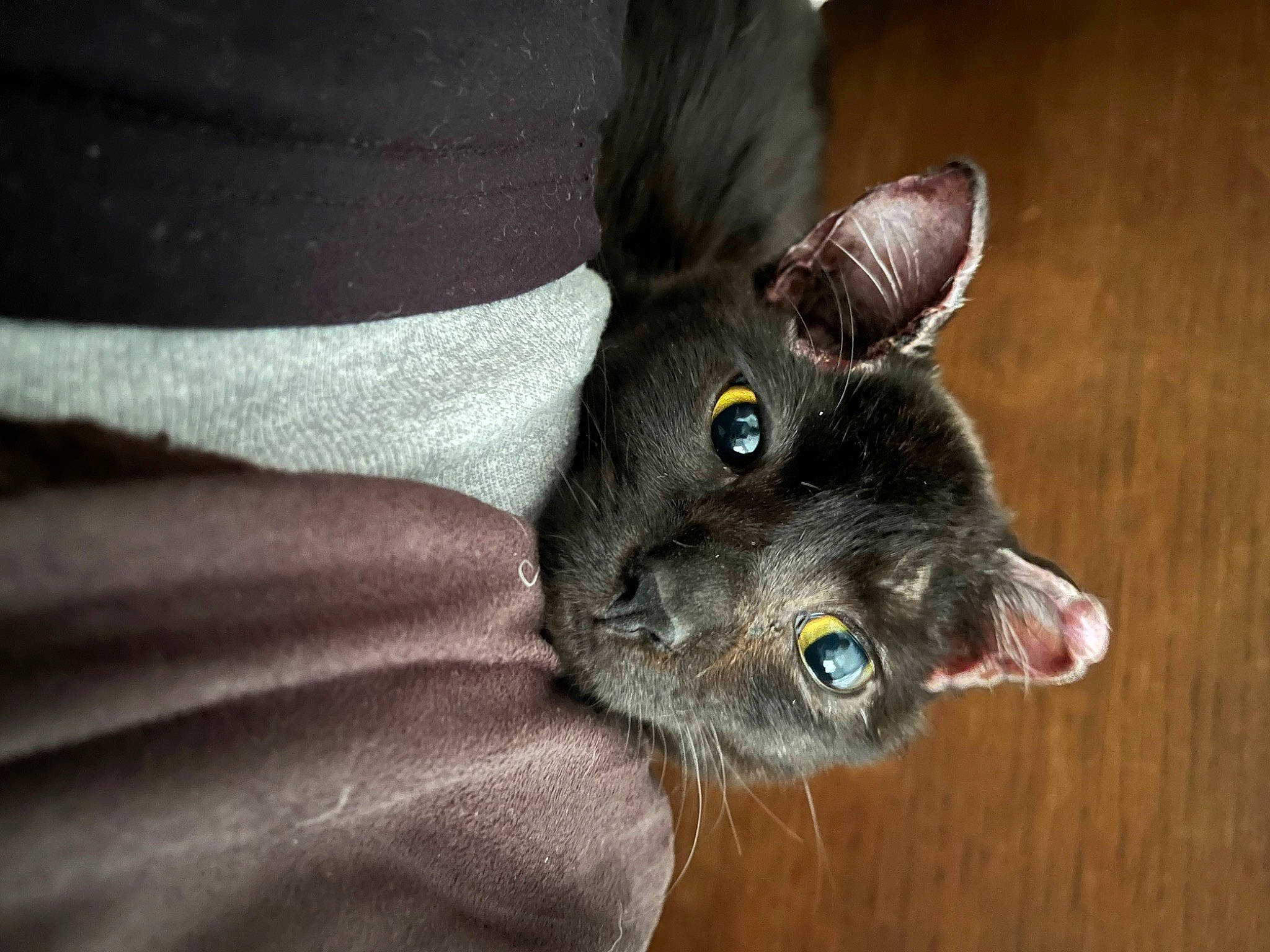 Bruce Wayne is registered to the contest to win money with this photo: black_cat, carnivore, cat, claw, comfort, dog_breed, domestic_short_haired_cat, ear, felidae, foot, fur, gesture, paw, small_to_medium_sized_cats, snout, tail, terrestrial_animal, whiskers