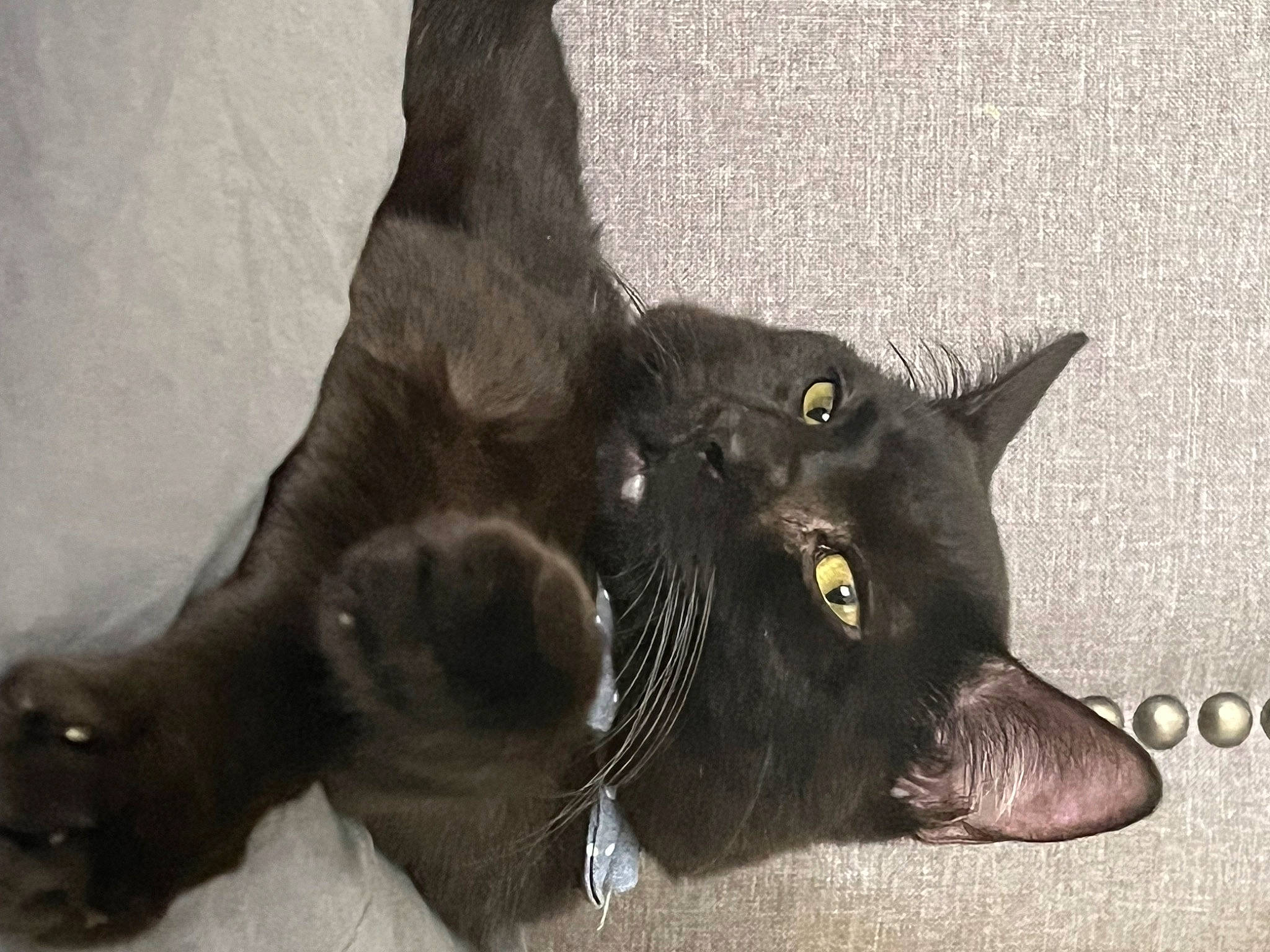 Bruce Wayne joined the competition — help win amazing prizes! black_cat, bombay, carnivore, cat, claw, domestic_short_haired_cat, felidae, fur, gesture, paw, plant, small_to_medium_sized_cats, snout, whiskers