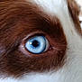 dog, close_up, eye, blue_eye, fur, brown_fur, white_fur, animal, pet, macro, detail, portrait, canine, looking, colorful_eye, whiskers, natural_light, texture, mammal, focus