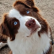 Natsu participe au concours pour gagner de l'argent avec cette photo : dog, brown_and_white, blue_eyes, close_up, curious, fluffy, nose, outdoor, gravel, pet, animal, cute, mammal, sitting, fur, portrait, adorable, looking_up, playful, canine