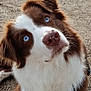 dog, brown_and_white, blue_eyes, close_up, curious, fluffy, nose, outdoor, gravel, pet, animal, cute, mammal, sitting, fur, portrait, adorable, looking_up, playful, canine