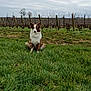 Natsu a rejoint le concours — aidez-le/la à gagner de superbes lots ! dog, brown_and_white, sitting, grass, field, vineyard, fence, trees, cloudy_sky, outdoor, nature, pet, canine, fur, ears, alert, rural, landscape, animal, daytime