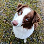 dog, blue_eyes, brown_and_white, fluffy_fur, close_up, outdoor, grass, moss, pebbles, nature, pet, canine, animal, looking_up, curious, portrait, soft_focus, ears, snout, nose