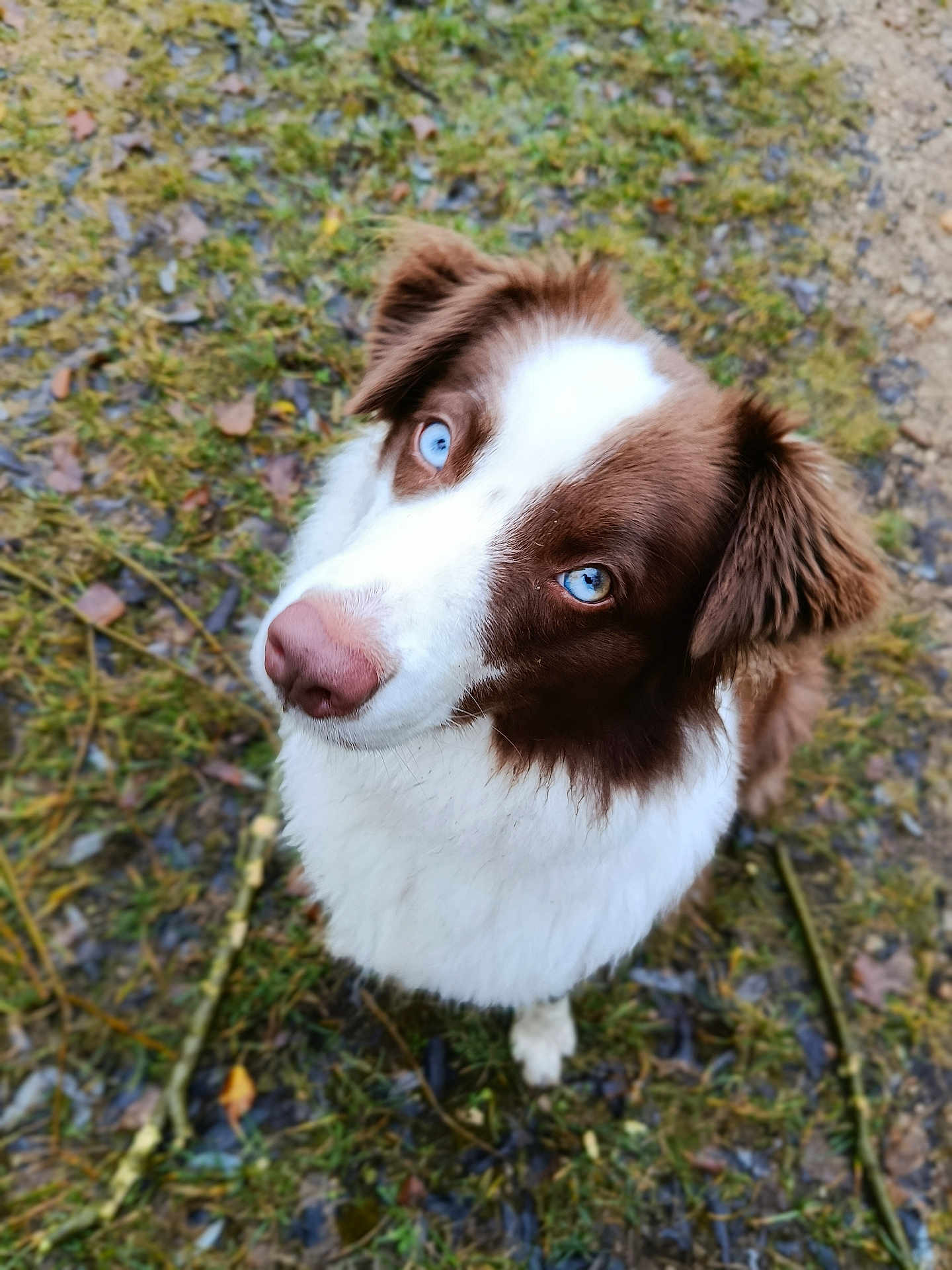 Natsu participe au concours pour gagner de l'argent avec cette photo : dog, blue_eyes, brown_and_white, fluffy_fur, close_up, outdoor, grass, moss, pebbles, nature, pet, canine, animal, looking_up, curious, portrait, soft_focus, ears, snout, nose