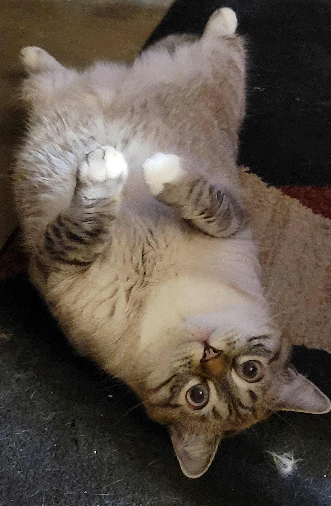 Luna Elizabeth
