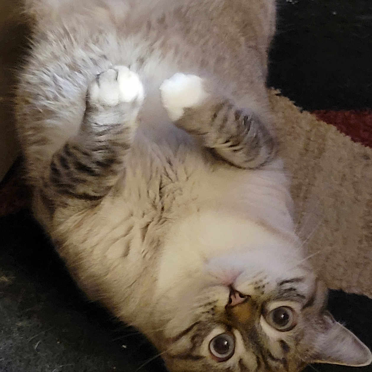 Luna Elizabeth